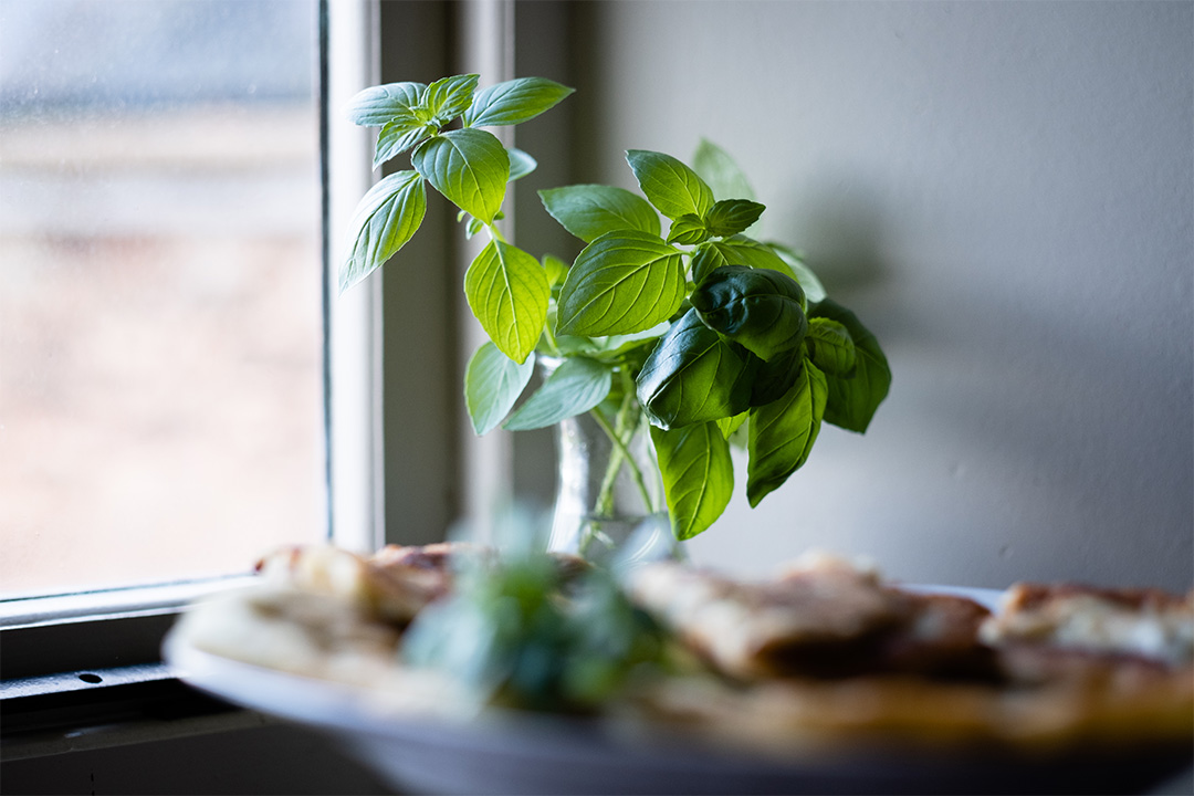 Close up of herb plant on window sill with natural light